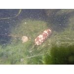 Растворимые пакеты ПВА Kryston Meltex